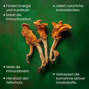 Cordyceps (hochdosiert) | 200 Kapseln